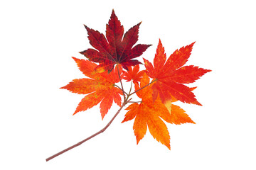 Japanese maple branch with autumn red leaves isolated transparent png