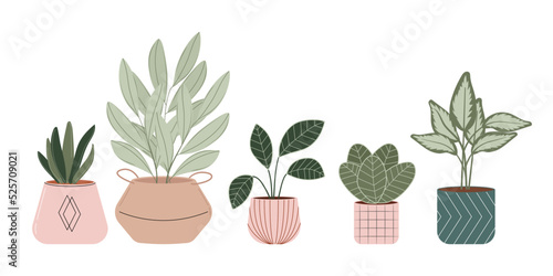 Potted plants. Houseplant in pot vector flat Illustration. House interior design.