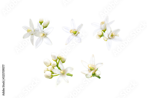 Fototapeta Naklejka Na Ścianę i Meble -  Neroli blossom. Orange tree white fragrant flowers and buds set isolated transparent png. 