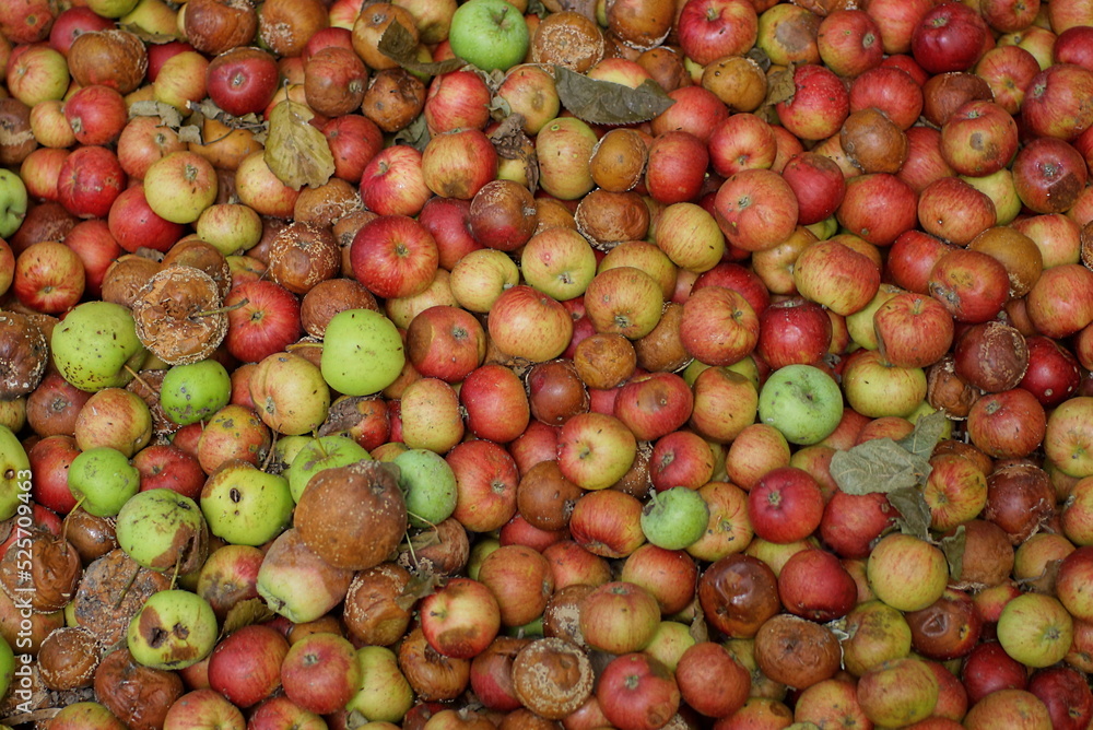 natural vegetative texture of green and red rotten apples in a heap natural vegetative texture of green and red rotten apples in a heap