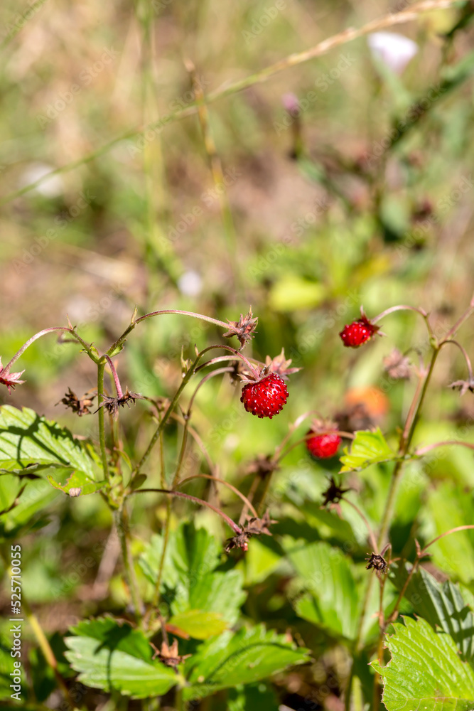 Wild strawberries (Fragaria vesca) with red berries grow in the forest close-up