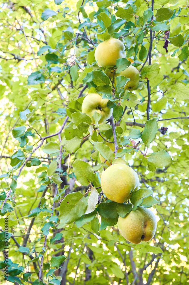 Ripe quince fruit (Cydonia oblonga) covered with its characteristic down hanging from a tree branch ready for harvest. Autumn and winter seasonal fruit.