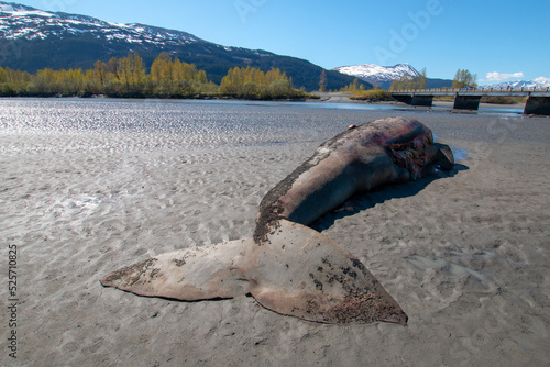 Dead gray whale stranded at low tide in Turnagain Arm near Anchorage Alaska photo