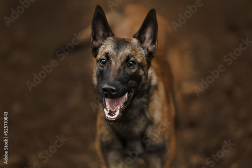 Happy malinois