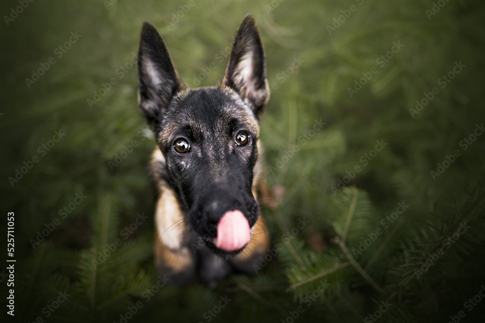 Malinois puppy in forest