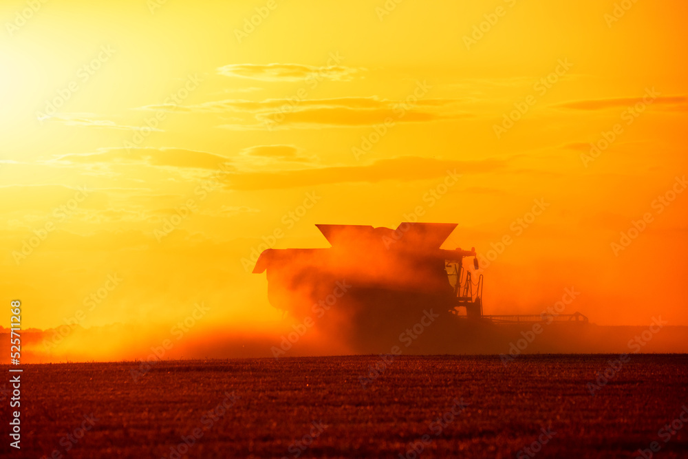 Cereal harvest, harvester harvests in the field.