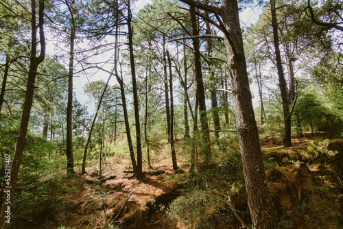Landscape of trees in the forest