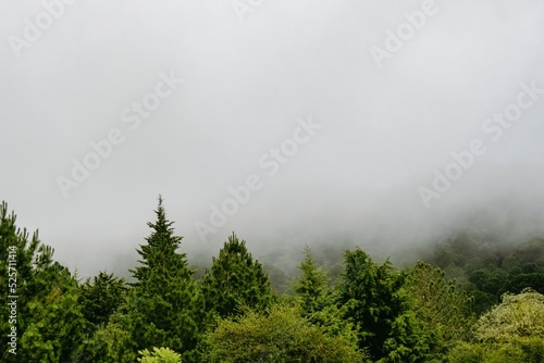 Green pines with mist and copyspace