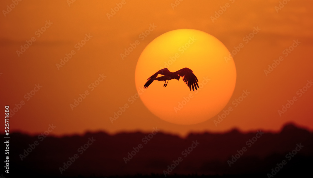 Obraz premium Silhouette of a bird on the background of the sunset.