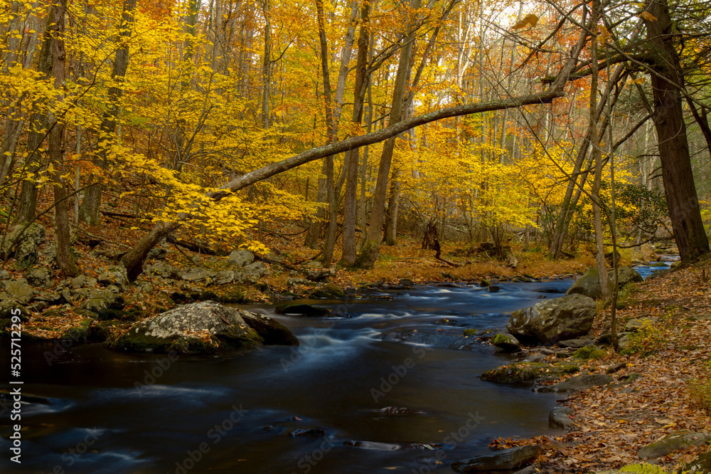 autumn forest with stream running through