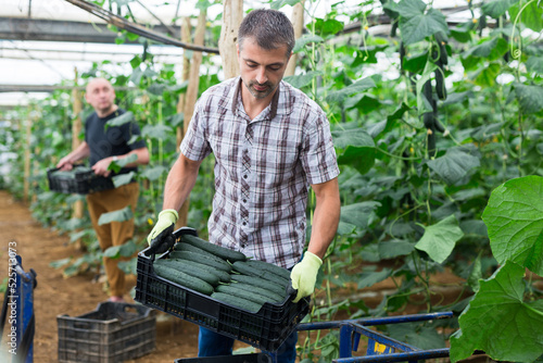 Portrait of farmer with box of ripe cucumbers in greenhouse