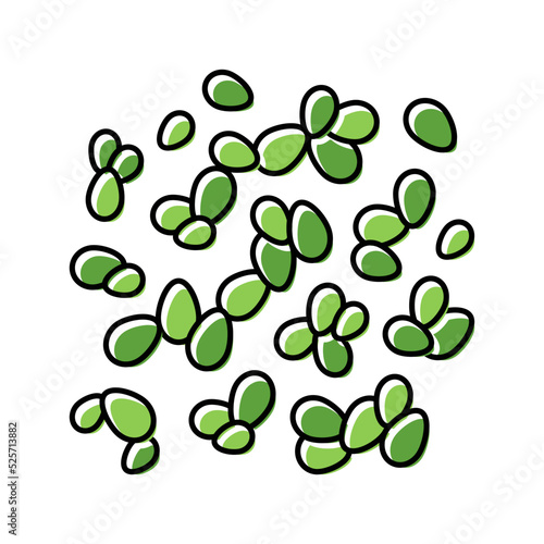 duckweed seaweed color icon vector illustration