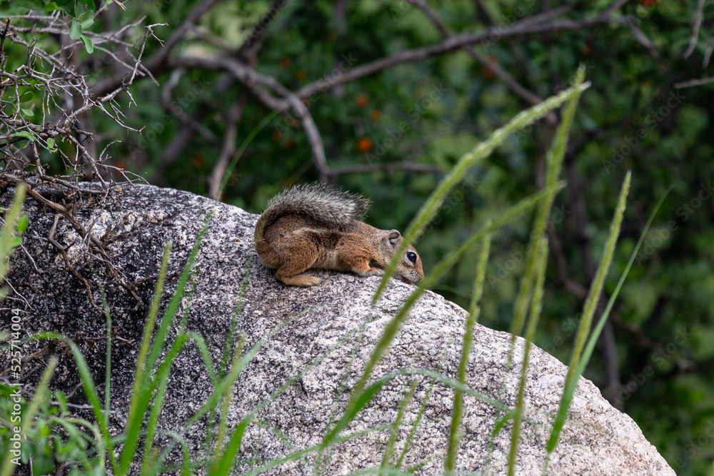 Harris's antelope squirrel, Ammospermophilus harrisii, a cute rodent that lives in the Sonoran Desert. An adorable chipmunk like animal sitting on a boulder or rock. Pima County, Arizona, USA. Harris's antelope squirrel, Ammospermophilus harrisii, a cute rodent that lives in the Sonoran Desert. An adorable chipmunk like animal sitting on a boulder or rock. Pima County, Arizona, USA.
