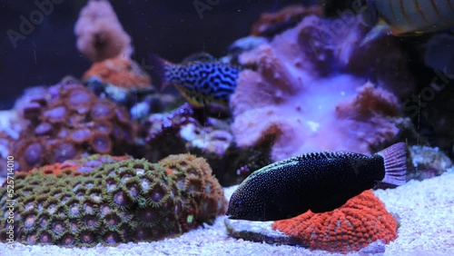 Video of Leopard wraase fish in saltwater coral reef aquarium tank