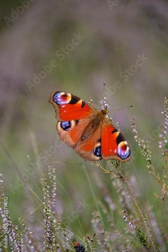 Aglais io, known simply as the peacock butterfly or European peacock, is a butterfly species belonging to the family Nymphalidae.