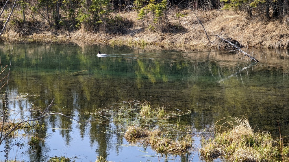 Obraz premium duck in pond