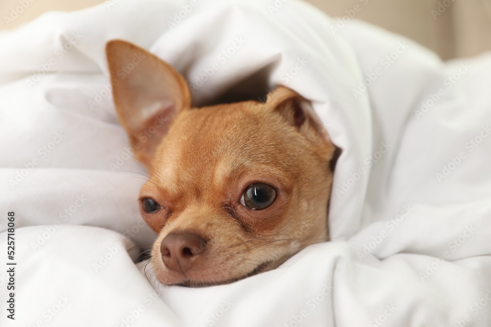 Cute Chihuahua dog under blanket at home, closeup
