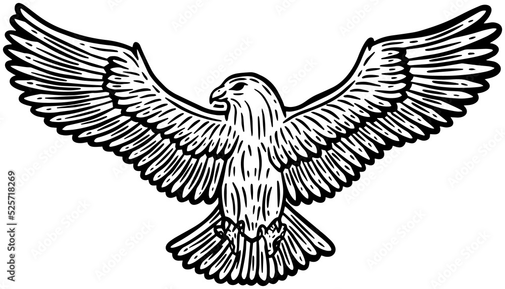 Obraz premium Eagle Bird Hand Drawn illustration