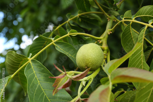 Green unripe walnut on tree branch outdoors, closeup