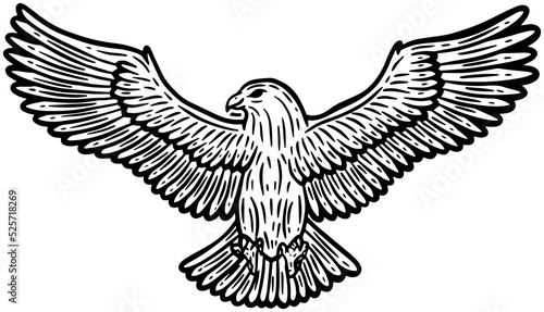 Eagle Bird Hand Drawn illustration