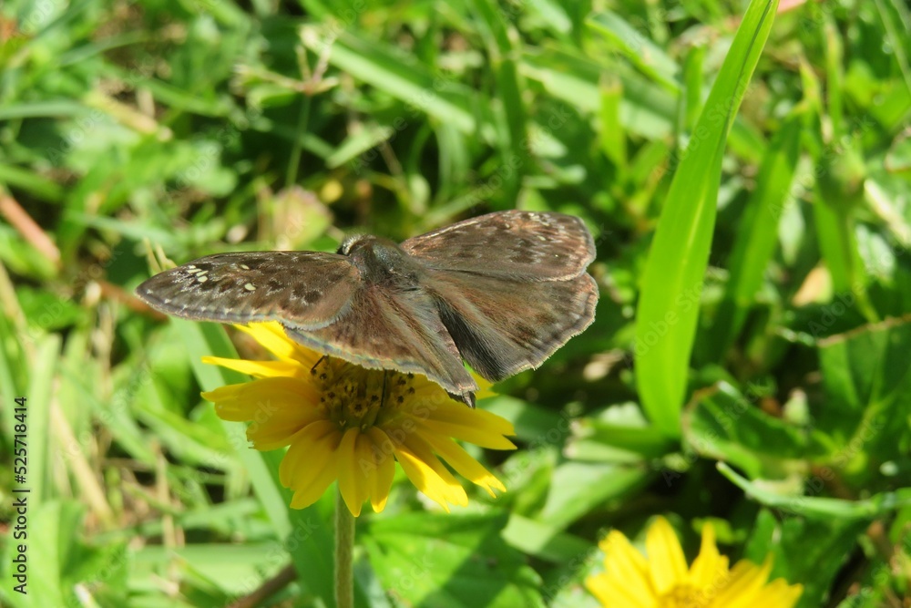 Brown skipper butterfly on a yellow flower, closeup Brown skipper butterfly on a yellow flower, closeup