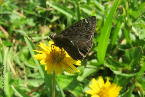 Beautiful brown duskywing butterfly on a yellow flower in Florida nature, closeup photo