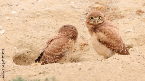 Young Burrowing Owl Shot in the Desert Near Los Angeles