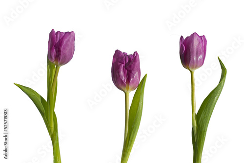 Three purple tulips cut out