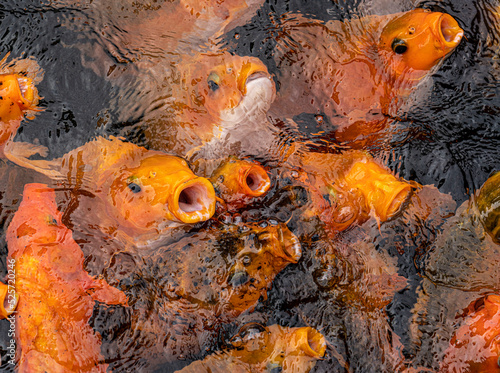 Koi swarming at top of pool in search of food. photo