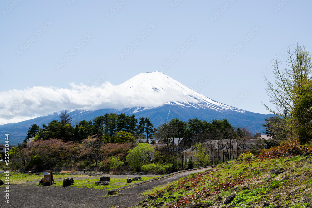 河口湖から望む富士山　日本　春　山梨県 風景