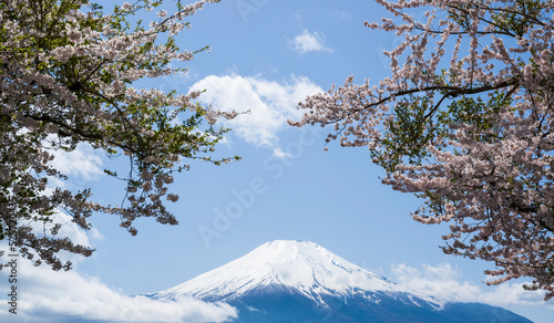 富士山 日本 桜 満開 春 絶景