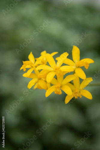 yellow flowers in the garden