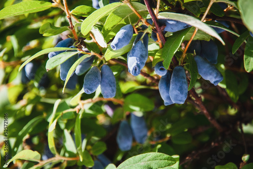 Blue honeysuckle - Haskap berries growing in garden, Lonicera caerulea in the sun photo