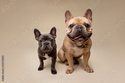 portrait of two French Bulldogs