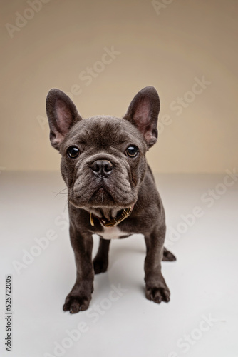 portrait of a French Bulldog © Luiza