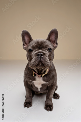 portrait of a French Bulldog © Luiza