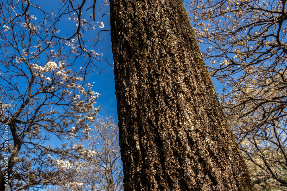 Fototapeta premium Ipes white tree flowering grove with selective focus in the municipality of Marilia