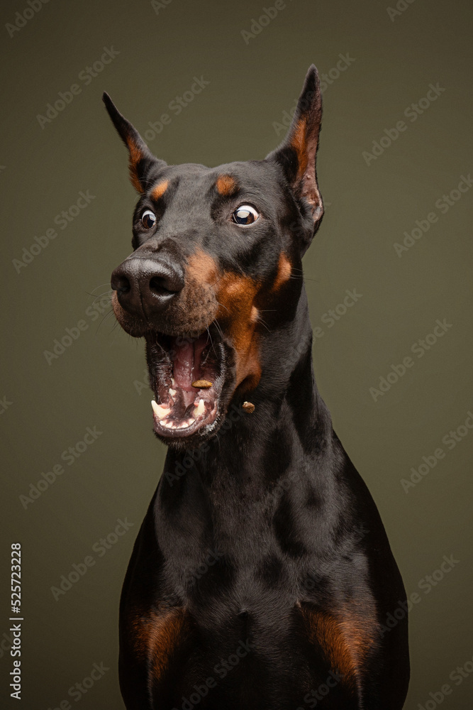 Doberman funny action shot