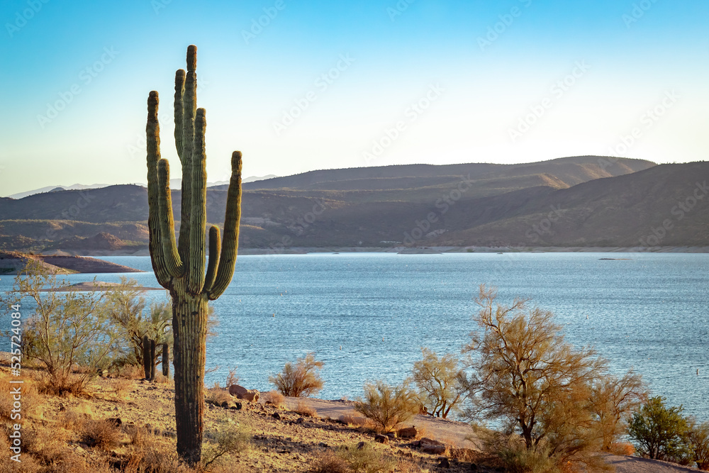 Saguaro cactus and mountains at Lake Pleasant in the Phoenix Arizona Sonoran Desert Saguaro cactus and mountains at Lake Pleasant in the Phoenix Arizona Sonoran Desert