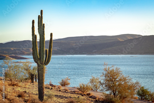Картината върху платно Saguaro cactus and mountains at Lake Pleasant in the Phoenix Arizona Sonoran Des