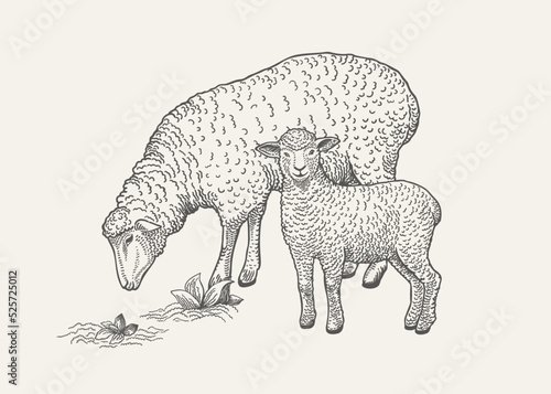 Illustration with grazing sheep and lamb.