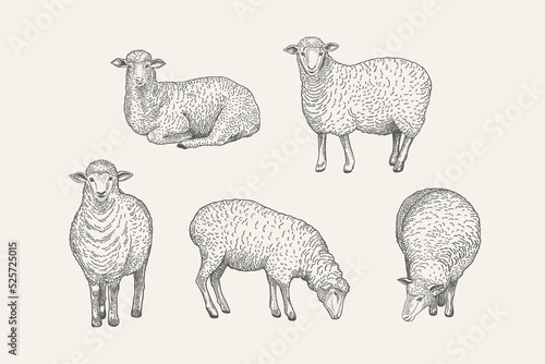 Set with sheep. Drawing.