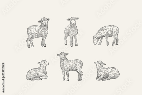 Set with lamb.