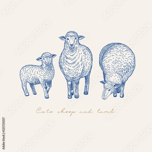 Card with three sheep.
