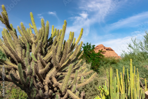 Saguaro cactus in a field in the Sonoran Desert in Phoenix Arizona Botanical Garden photo