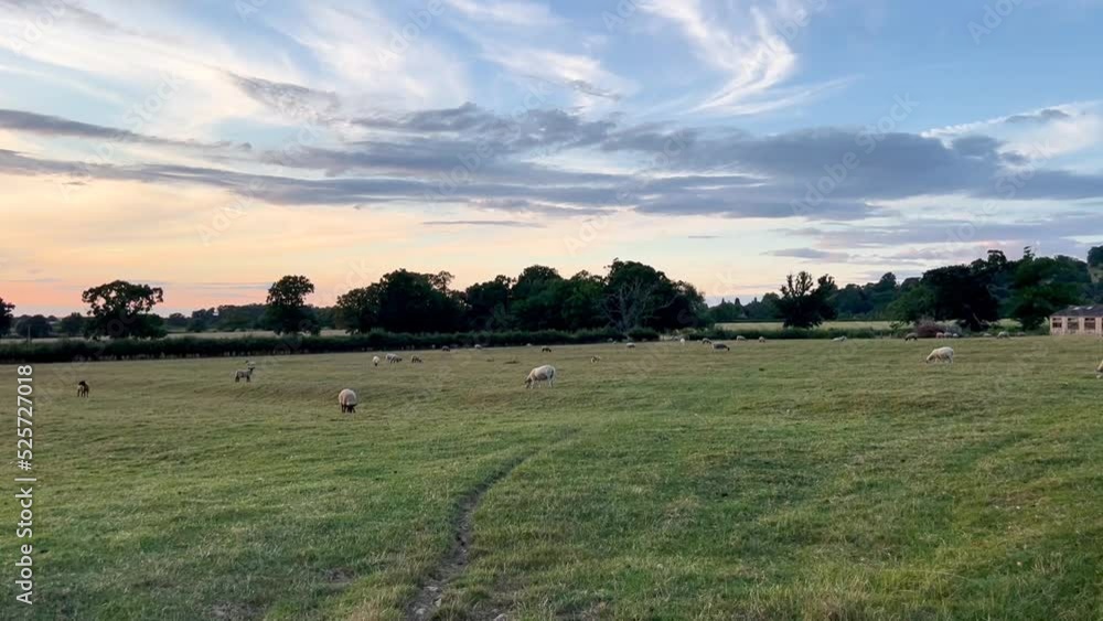 Vast Pasture Land With Grazing Sheep During Sunset In Wood Stanway In Cotswolds, Gloucestershire, England. Wide Shot Vast Pasture Land With Grazing Sheep During Sunset In Wood Stanway In Cotswolds, Gloucestershire, England. Wide Shot