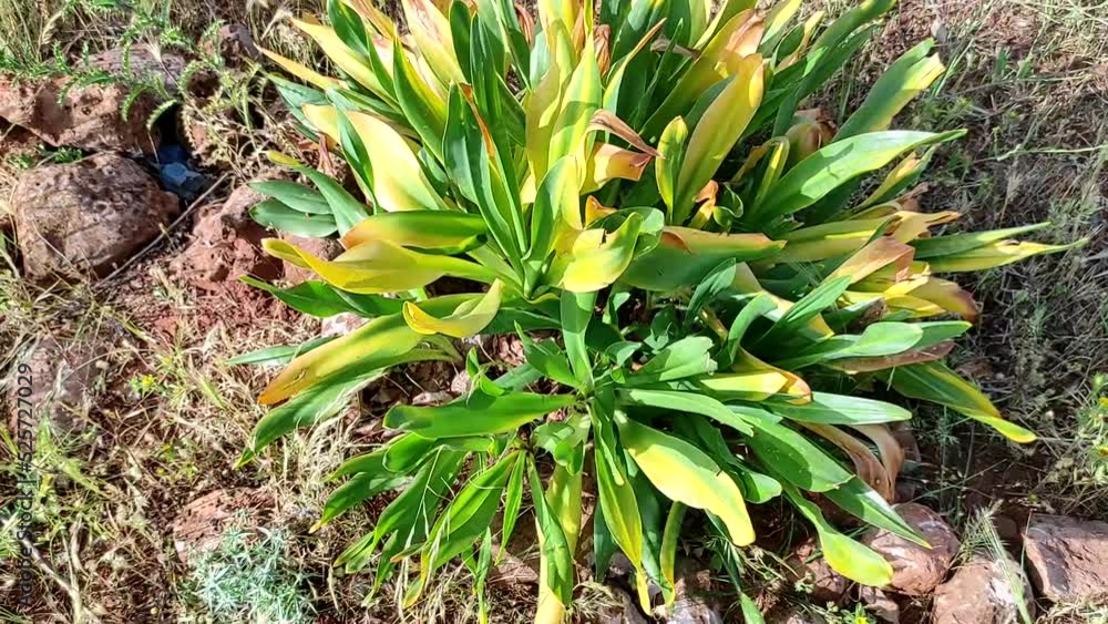 Green sea squill plant (Drimia Maritima) growing in the north of MOROCCO, sea onion, Green sea squill plant (Drimia Maritima) growing in the north of MOROCCO, sea onion,
