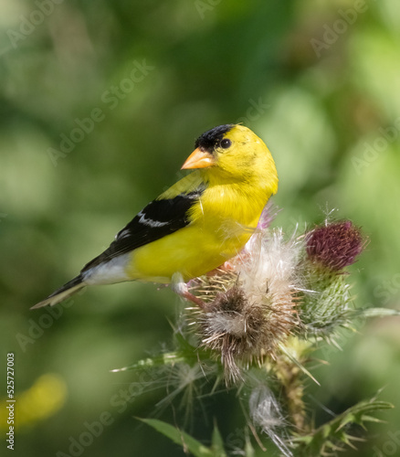 A closeup male American Goldfinch on a torn up bull Thistle