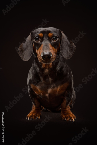 Portrait of a Dachshund on black background © Luiza