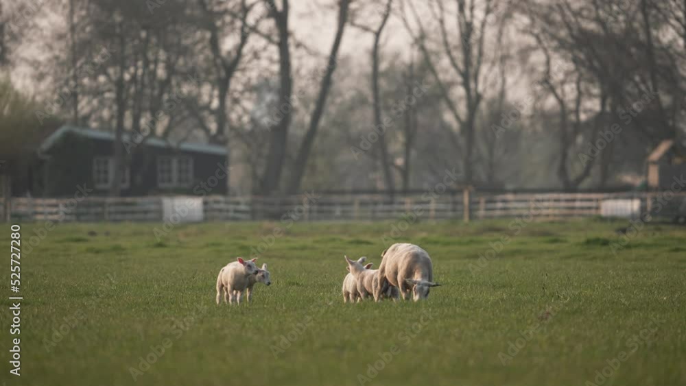 Wide shot of Lamb Family with adult and newborn grazing on meadow Wide shot of Lamb Family with adult and newborn grazing on meadow